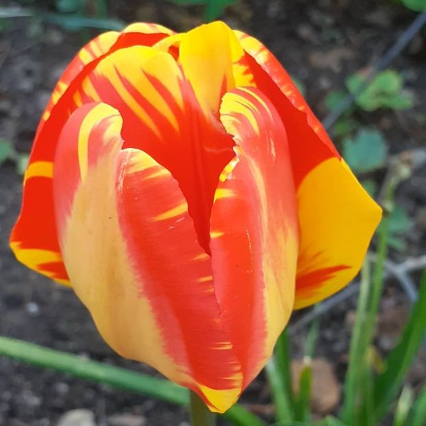  - 002Flori de primăvară 2021