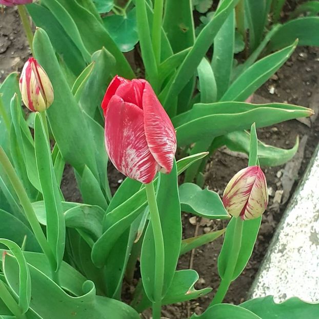  - 002Flori de primăvară 2021