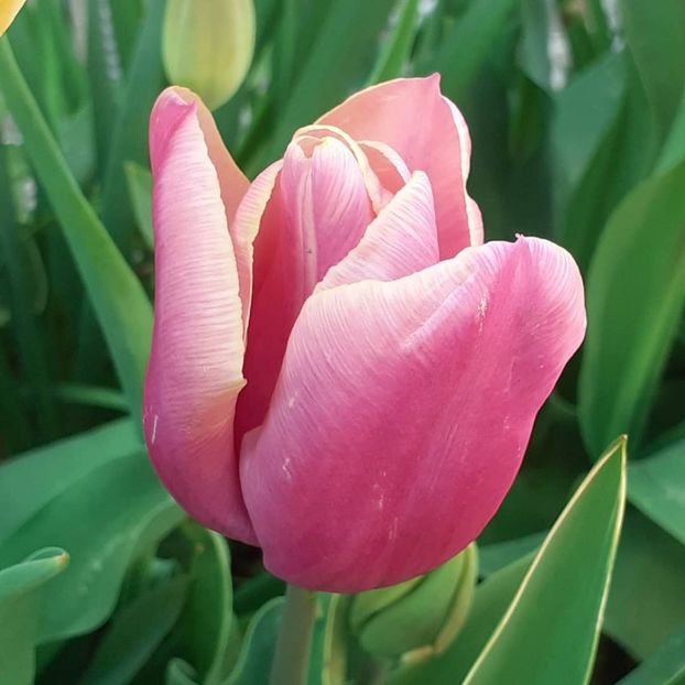  - 002Flori de primăvară 2021