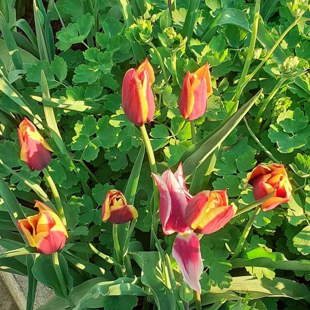  - 002Flori de primăvară 2021