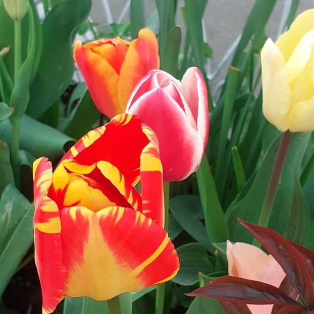  - 002Flori de primăvară 2021