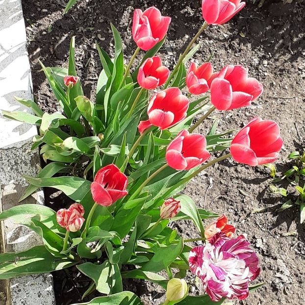  - 002Flori de primăvară 2021