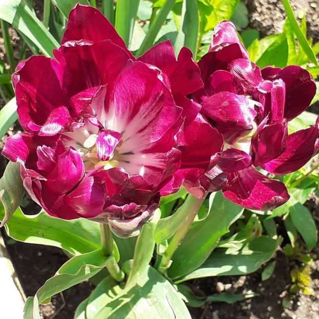  - 002Flori de primăvară 2021