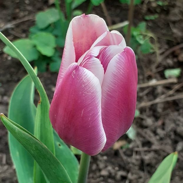  - 002Flori de primăvară 2021