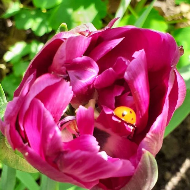  - 002Flori de primăvară 2021