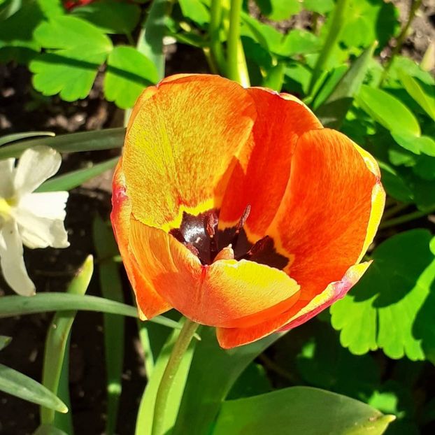  - 002Flori de primăvară 2021