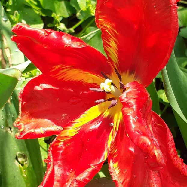  - 002Flori de primăvară 2021