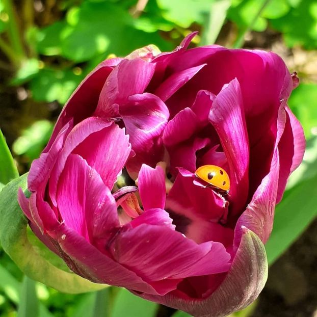  - 002Flori de primăvară 2021