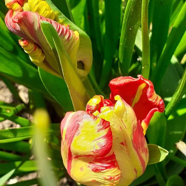  - 002Flori de primăvară 2021