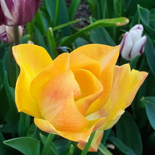  - 002Flori de primăvară 2021