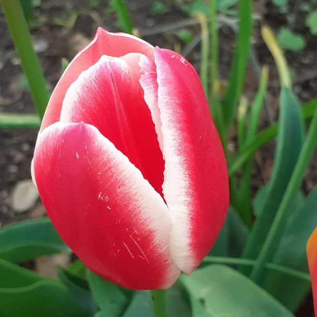  - 002Flori de primăvară 2021