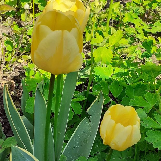  - 002Flori de primăvară 2021