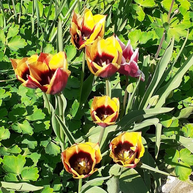  - 002Flori de primăvară 2021