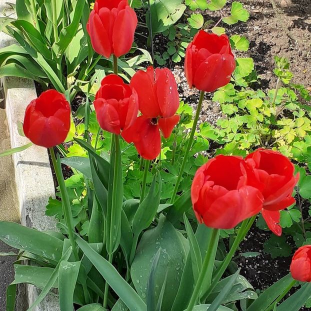  - 002Flori de primăvară 2021