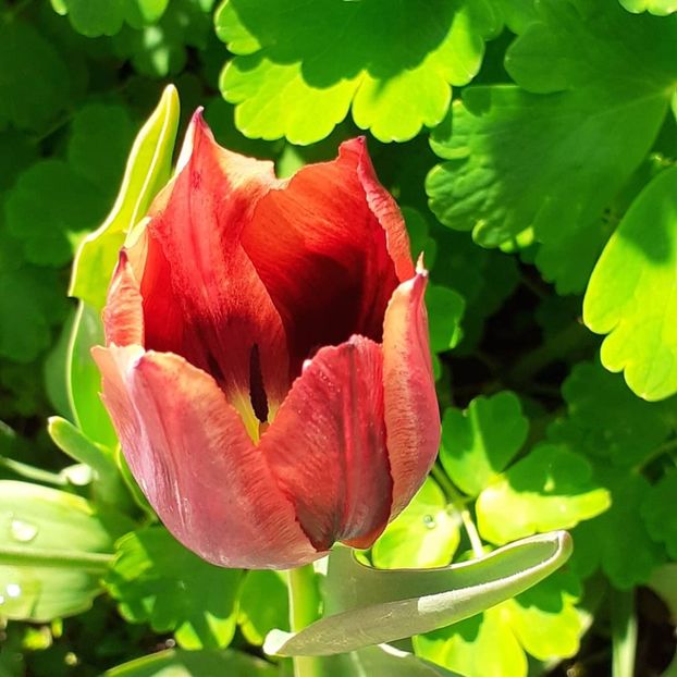  - 002Flori de primăvară 2021