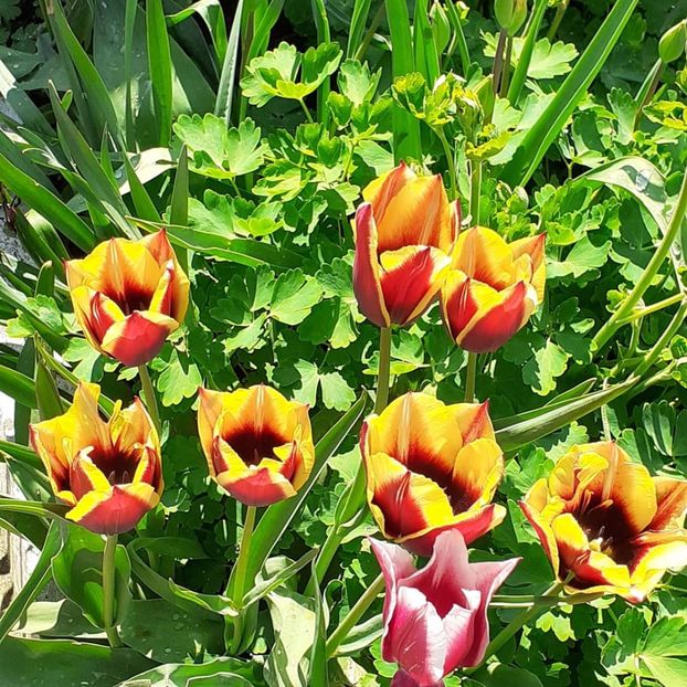  - 002Flori de primăvară 2021