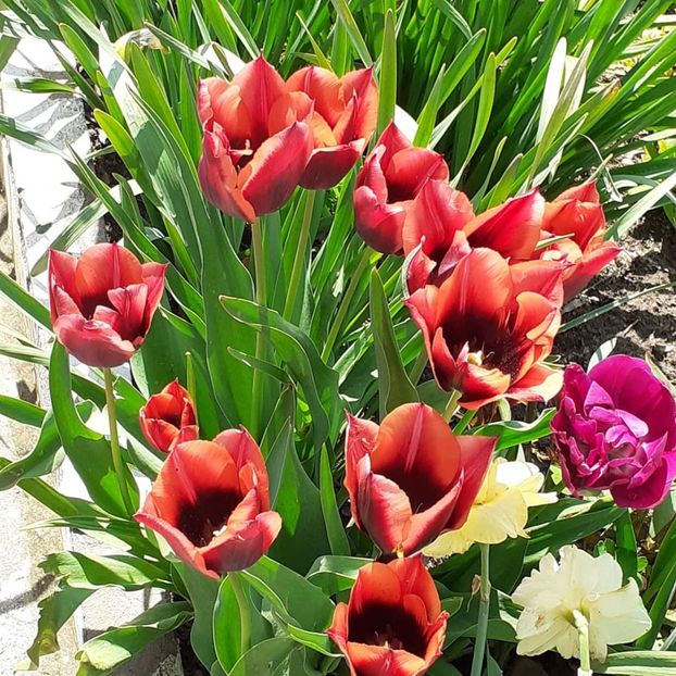  - 002Flori de primăvară 2021