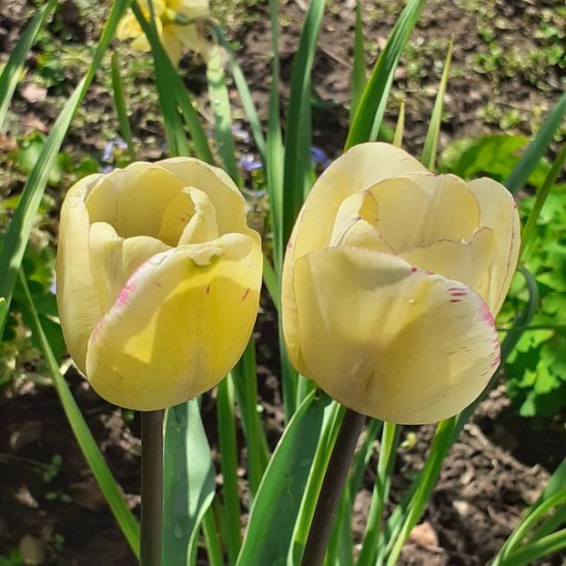  - 002Flori de primăvară 2021