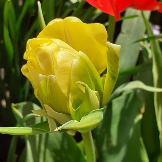  - 002Flori de primăvară 2021