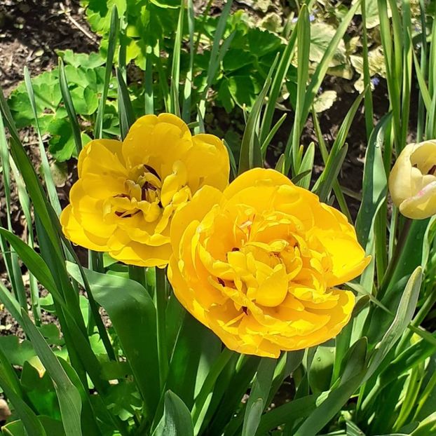  - 002Flori de primăvară 2021