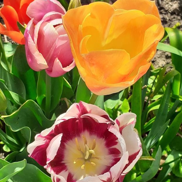  - 002Flori de primăvară 2021