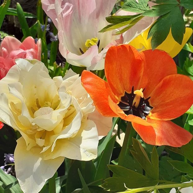  - 002Flori de primăvară 2021