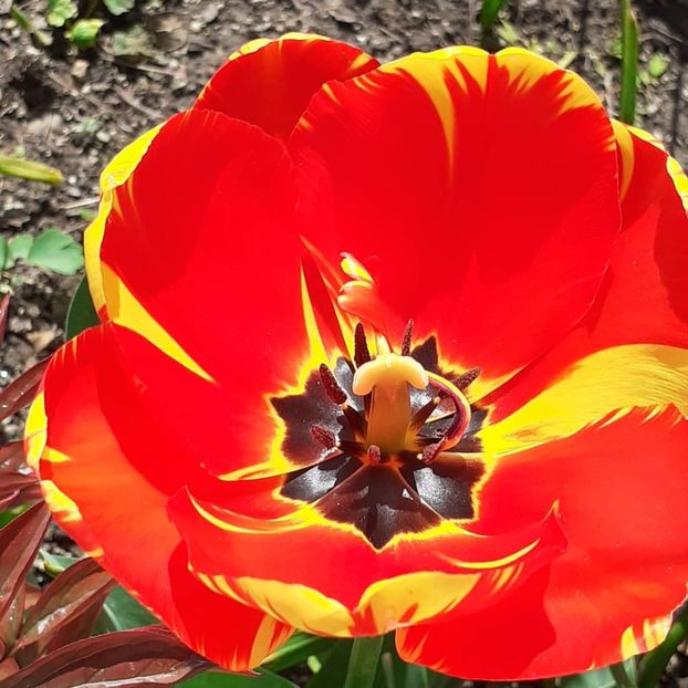  - 002Flori de primăvară 2021