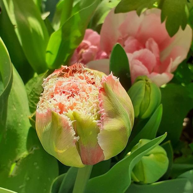  - 002Flori de primăvară 2021