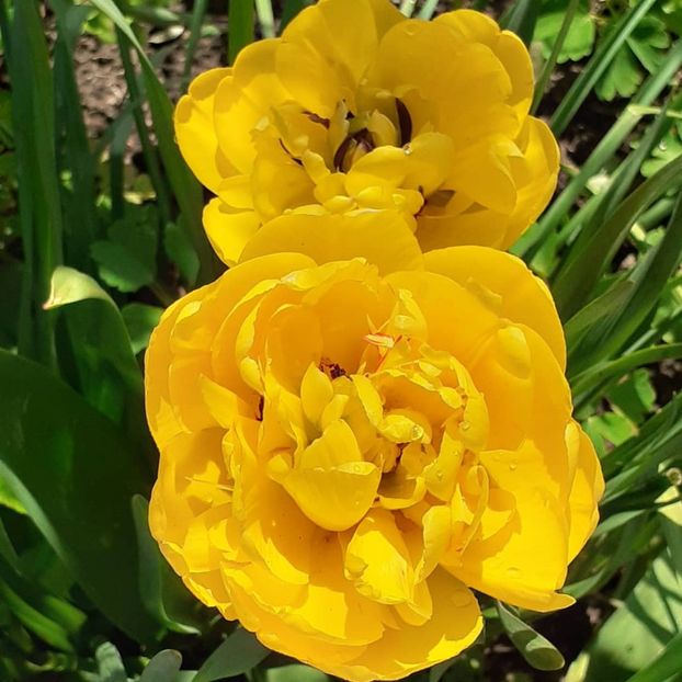  - 002Flori de primăvară 2021