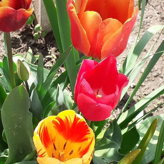  - 002Flori de primăvară 2021