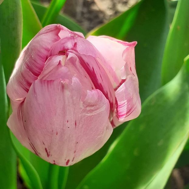  - 002Flori de primăvară 2021