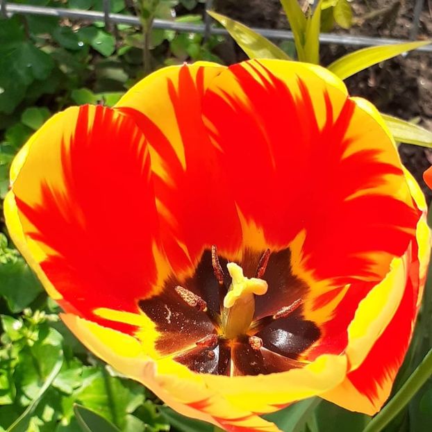  - 002Flori de primăvară 2021