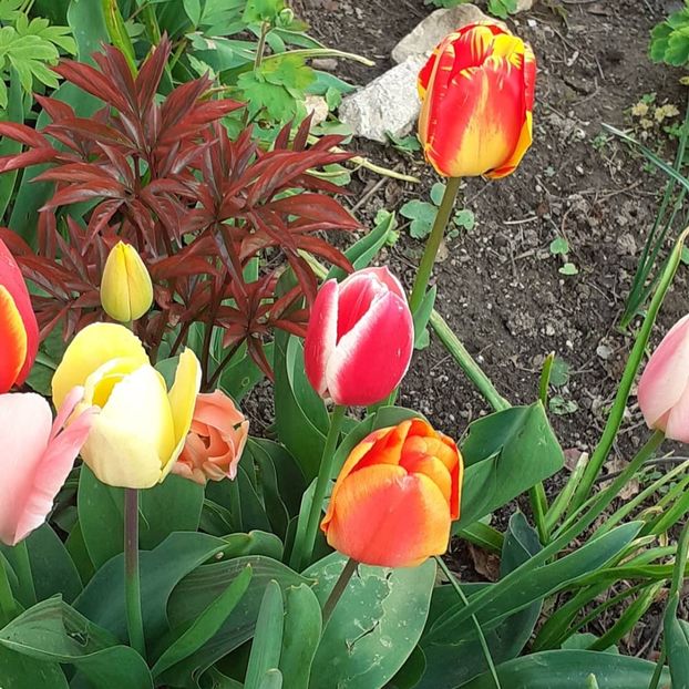  - 002Flori de primăvară 2021