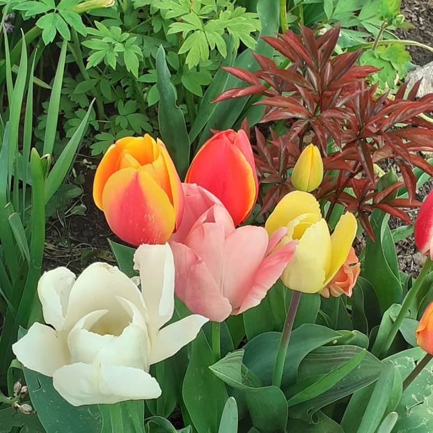  - 002Flori de primăvară 2021