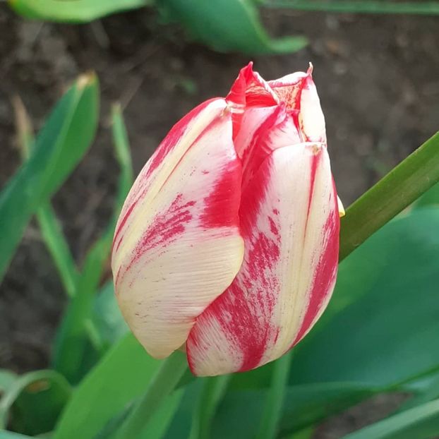  - 002Flori de primăvară 2021