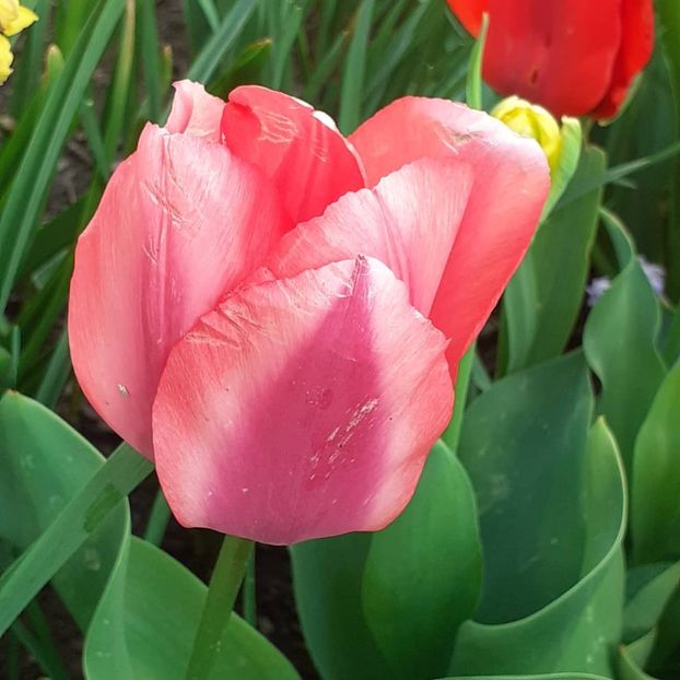  - 002Flori de primăvară 2021