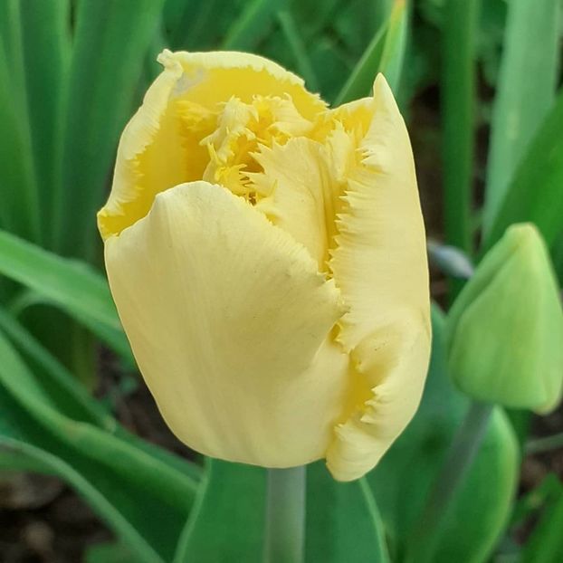  - 002Flori de primăvară 2021