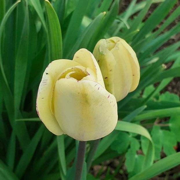  - 002Flori de primăvară 2021