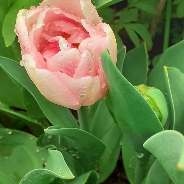  - 002Flori de primăvară 2021