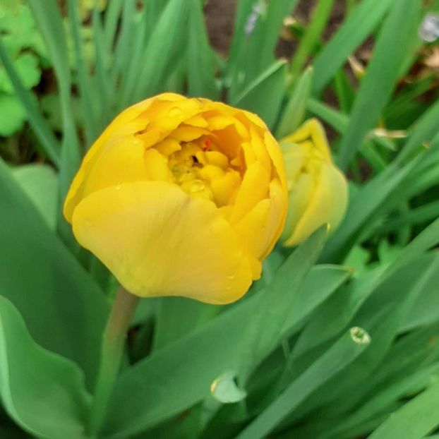  - 002Flori de primăvară 2021