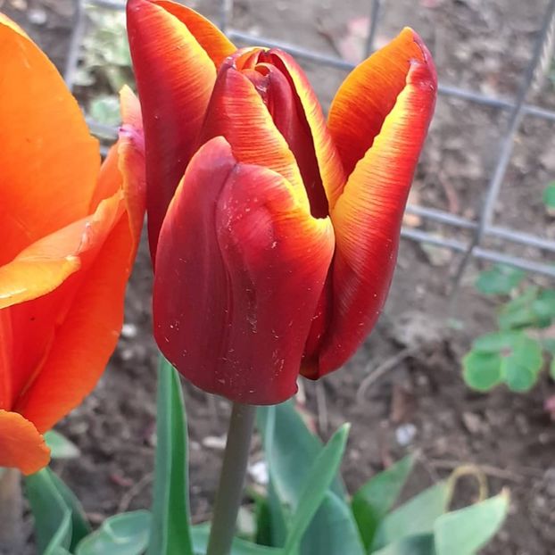  - 002Flori de primăvară 2021