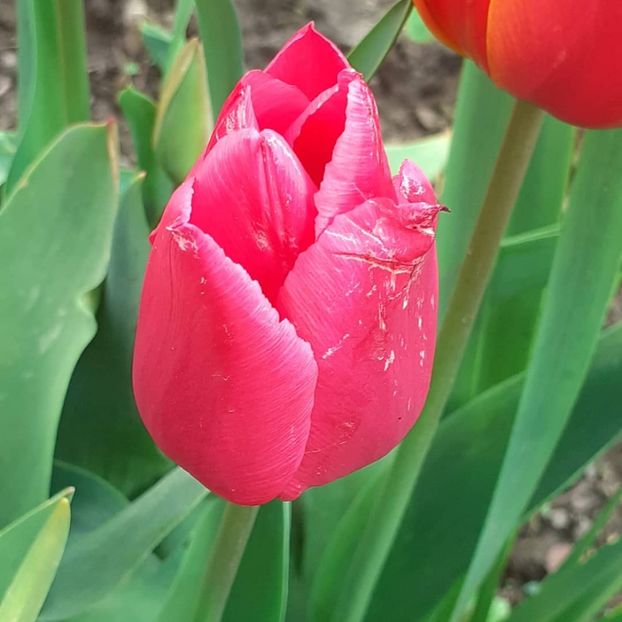  - 002Flori de primăvară 2021