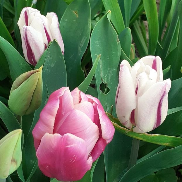  - 002Flori de primăvară 2021