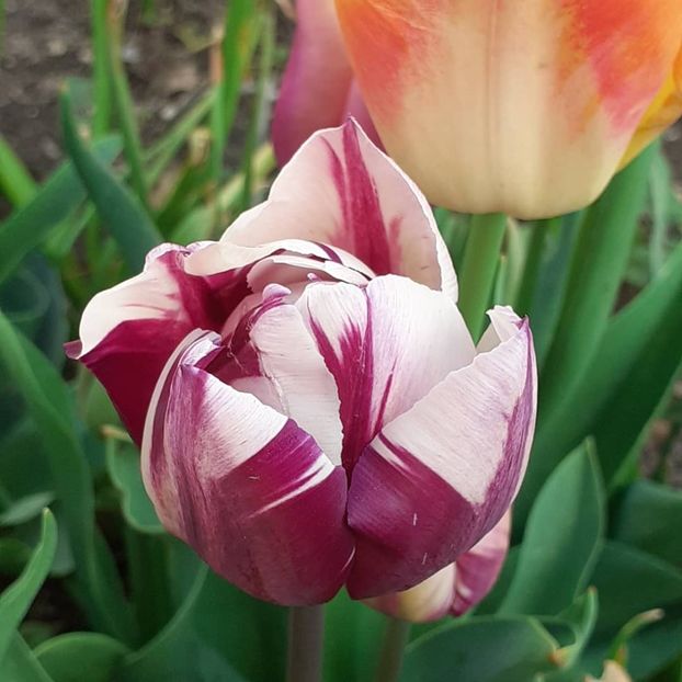  - 002Flori de primăvară 2021