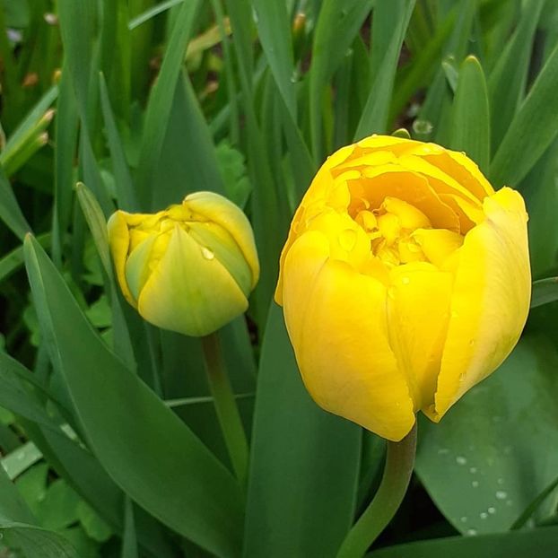  - 002Flori de primăvară 2021