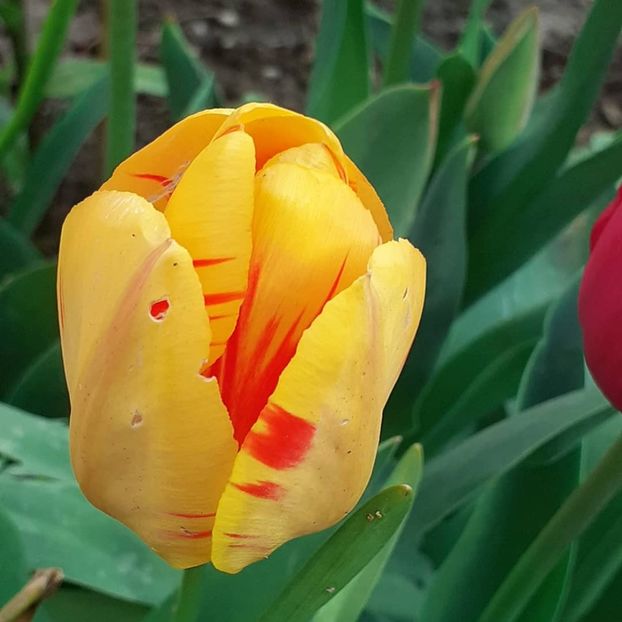  - 002Flori de primăvară 2021