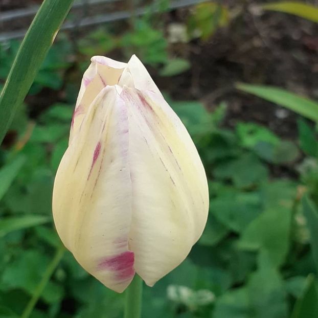  - 002Flori de primăvară 2021