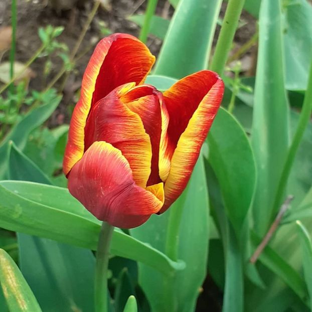  - 002Flori de primăvară 2021