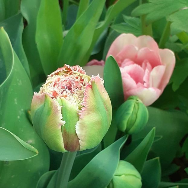  - 002Flori de primăvară 2021