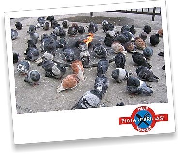 porumbei - Stop sacrificarea lasati porumbei sa zboare--Stop the slaughter let to fly pigeons